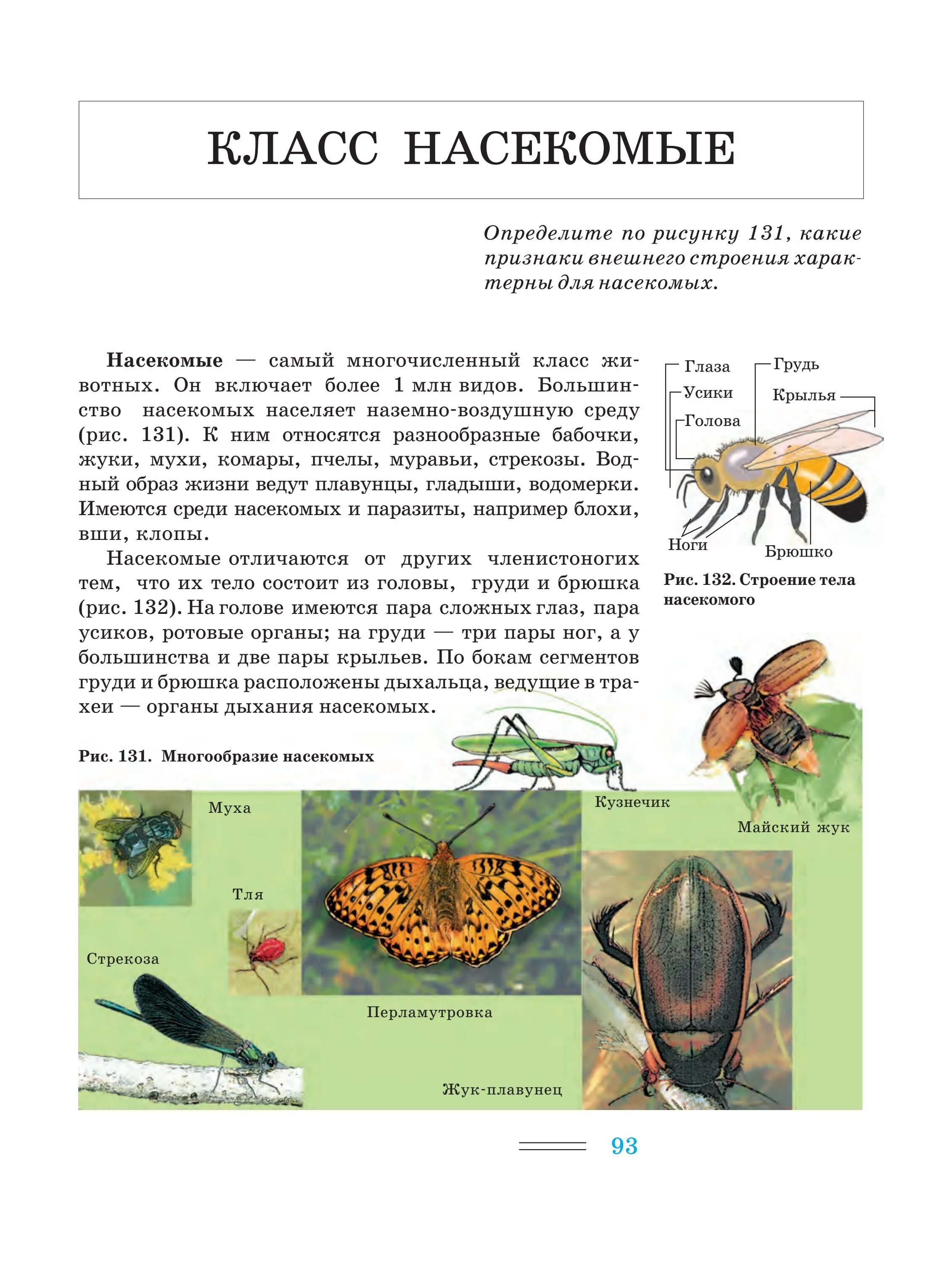 Класс насекомые многообразие. Класс насекомые 7 класс биология ЕГЭ. Разнообразие насекомых. Насекомые ЕГЭ биология.