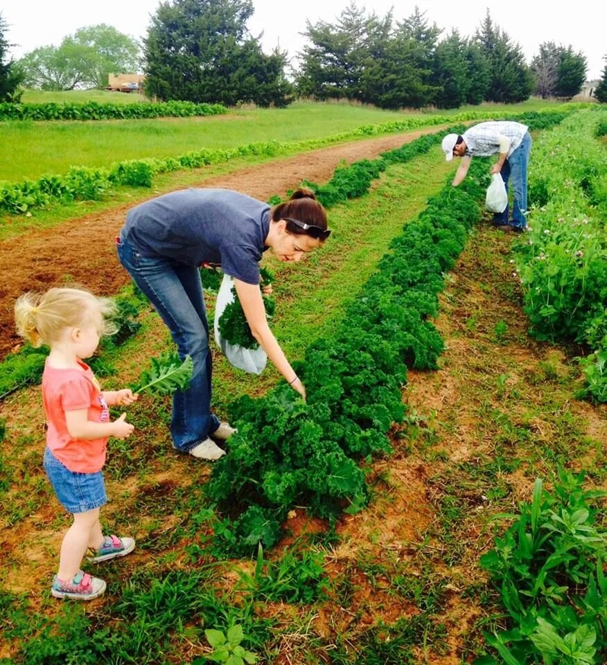 Pick your own. Жизнь на натуральном хозяйстве. фермы pick your own. pick. farm having goods.