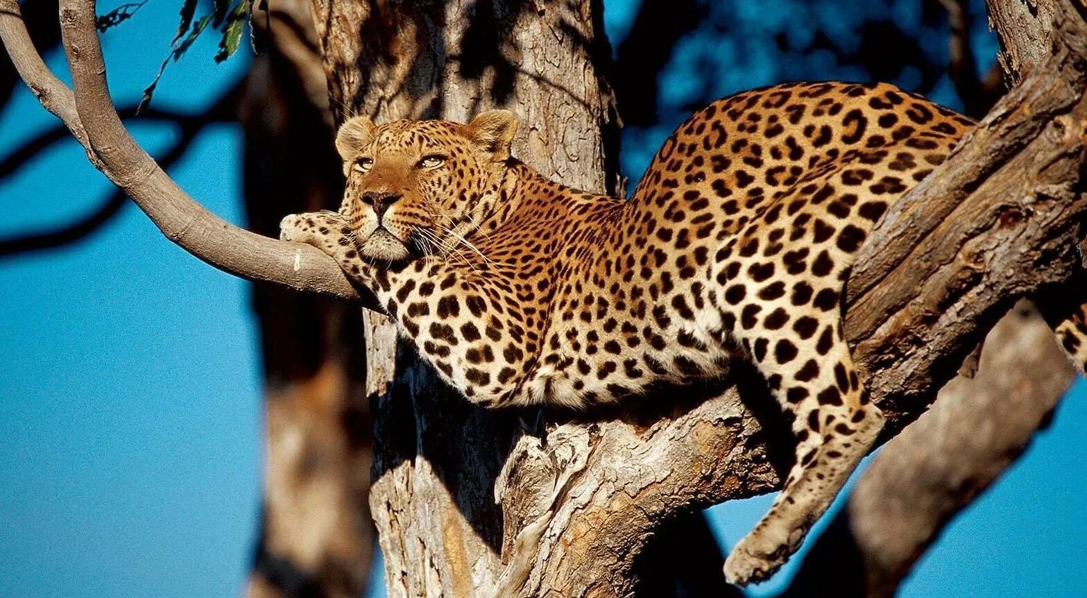 Фауна парка танзании. Серенгети зебры. Танзания занзибар животные. Редкие животные танзании. Какие животные обитают в танзании.