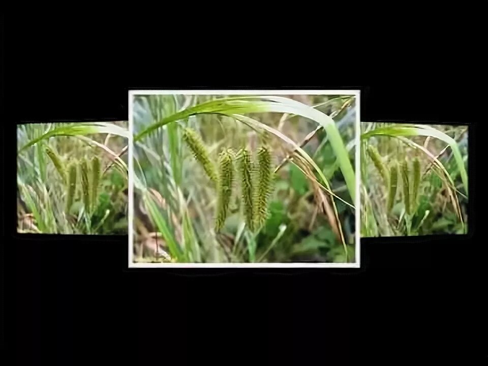 осока волосистоплодная. осока луговая. степная осока. осока минус. осока черная carex nigra (l.