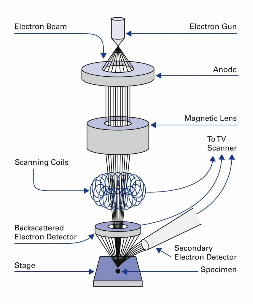 Column scanning. Scanning electron microscopy principle. сканирующий электронный микроскоп изображение металлов. transmission electron microscopy principle. electron микроскоп.