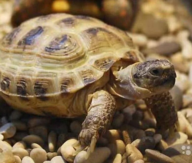 Покажи мне черепашку. Среднеазиатская сухопутная черепаха. Среднеазиатская черепаха Сухопутные черепахи. Среднеазиатская Степная черепаха. Черепашата среднеазиатской черепахи.