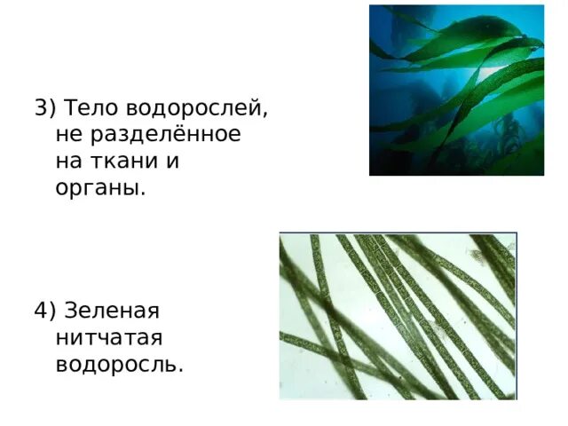 Тело водорослей не имеет органов и тканей. Нитчатые зеленые водоросли. Нитчатые водоросли как выглядят. Среди зелёных водорослей нет нитчатых.. Время появления нитчатых водорослях.