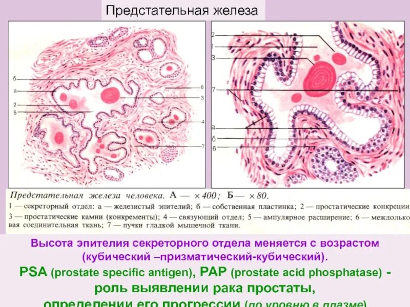 Строение мочевого пузыря на латинском. Уретра латынь. Уретра латынь. Клубочки почек. Ureter латынь.