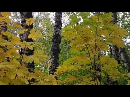 Осень золотая пора толкунова