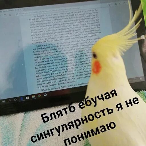 Есус попугай Фитостудия-63.ру