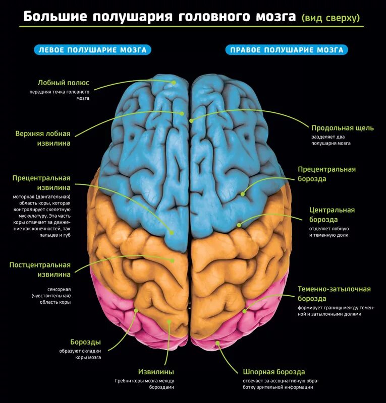 Строение головного мозга доли борозда. Анатомия мозга человека доли и извилины. Головной мозг доли отделы и зоны мозга. Функции правого полушария большого мозга