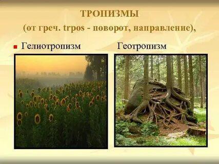 Тропизм