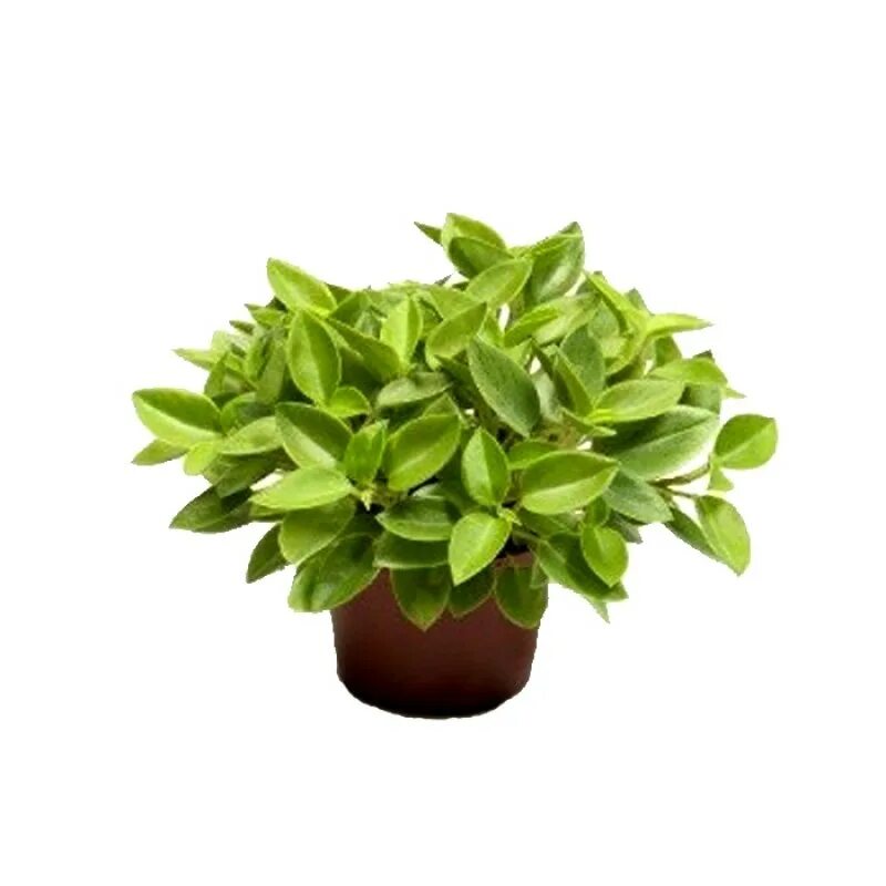 Пеперомия лайм. Peperomia pixie lime. пеперомия пикси лайм. пеперомия лайм peperomia lime. пеперомия пикси арсенал.