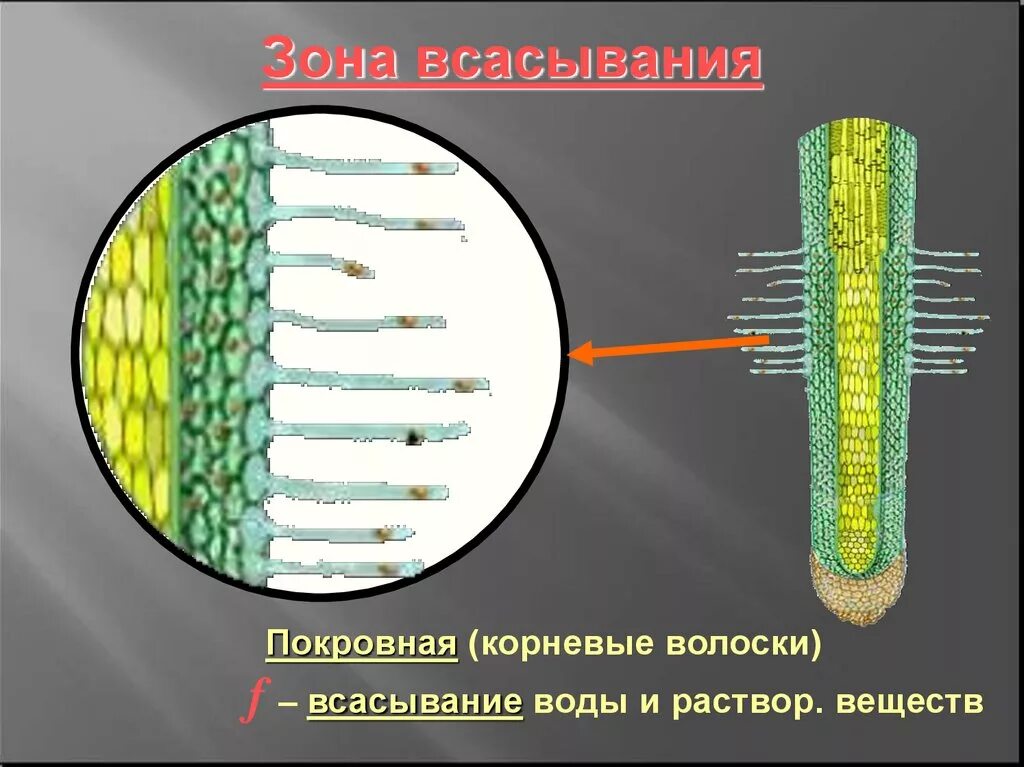 Покровная ткань корневой волосок. Клетки зоны всасывания корня. Ткани зоны всасывания корня. Зона всасывания ткань.