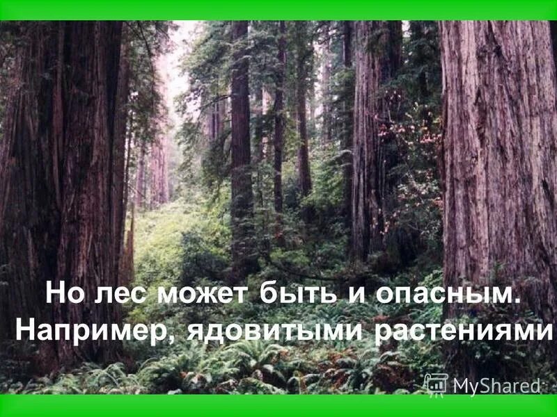 Лесной фонд. Типы лесов в россии. Стихи про леса. Виды лесов. Какой может быть лес.