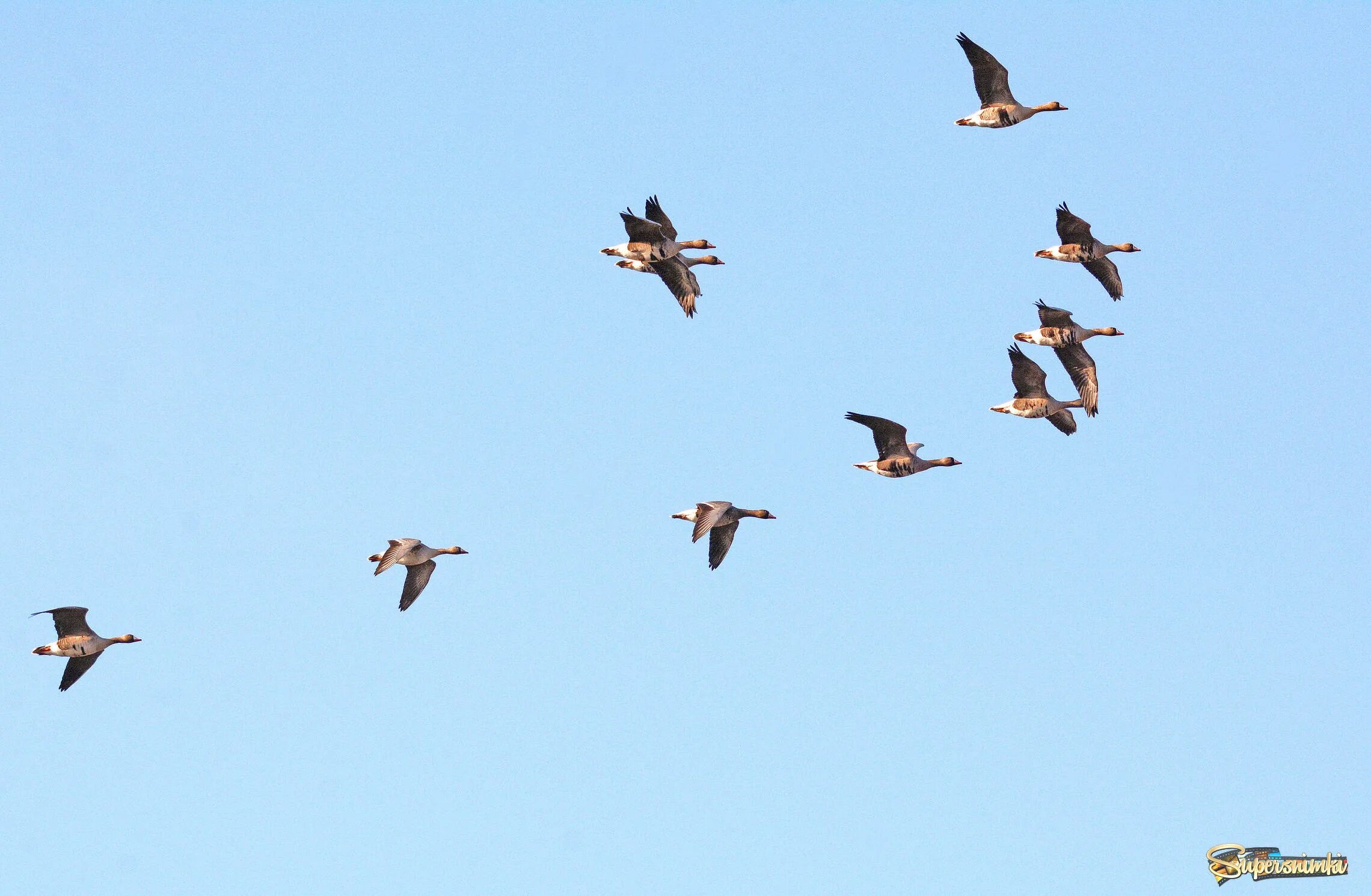 Пролет гуся. Миграция гусей. Весенняя миграция. Учет утки на весеннем пролете.