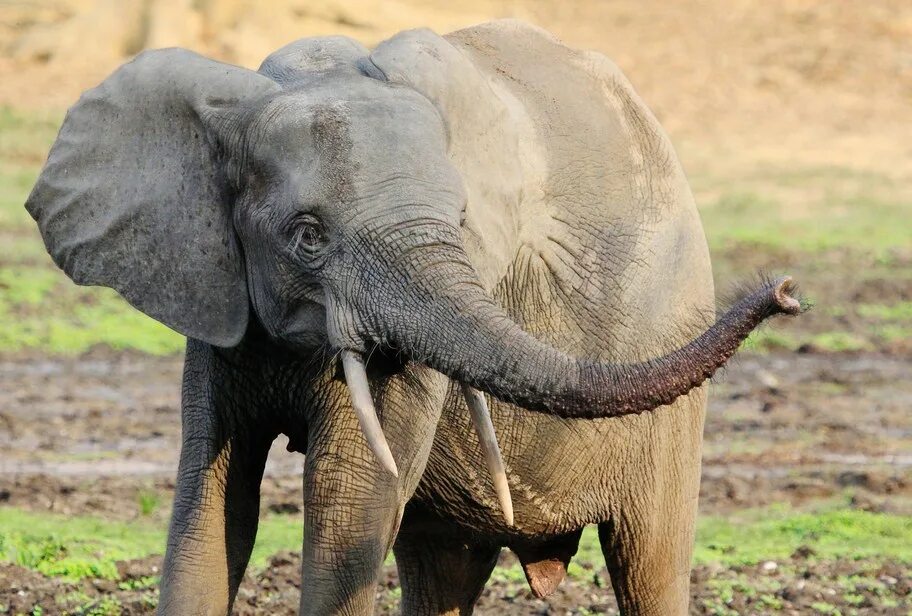 Elephant pet. Слон с причёской. Волосы слона. Бивни слона. Слоненок с волосиками.