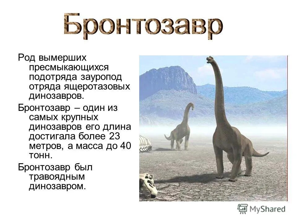 Сообщение о динозаврах 1. Бронтозавр описание для детей. Бронтозавр и Диплодок. Бронтозавр Брахиозавр. Бронтозавр динозавр описание.
