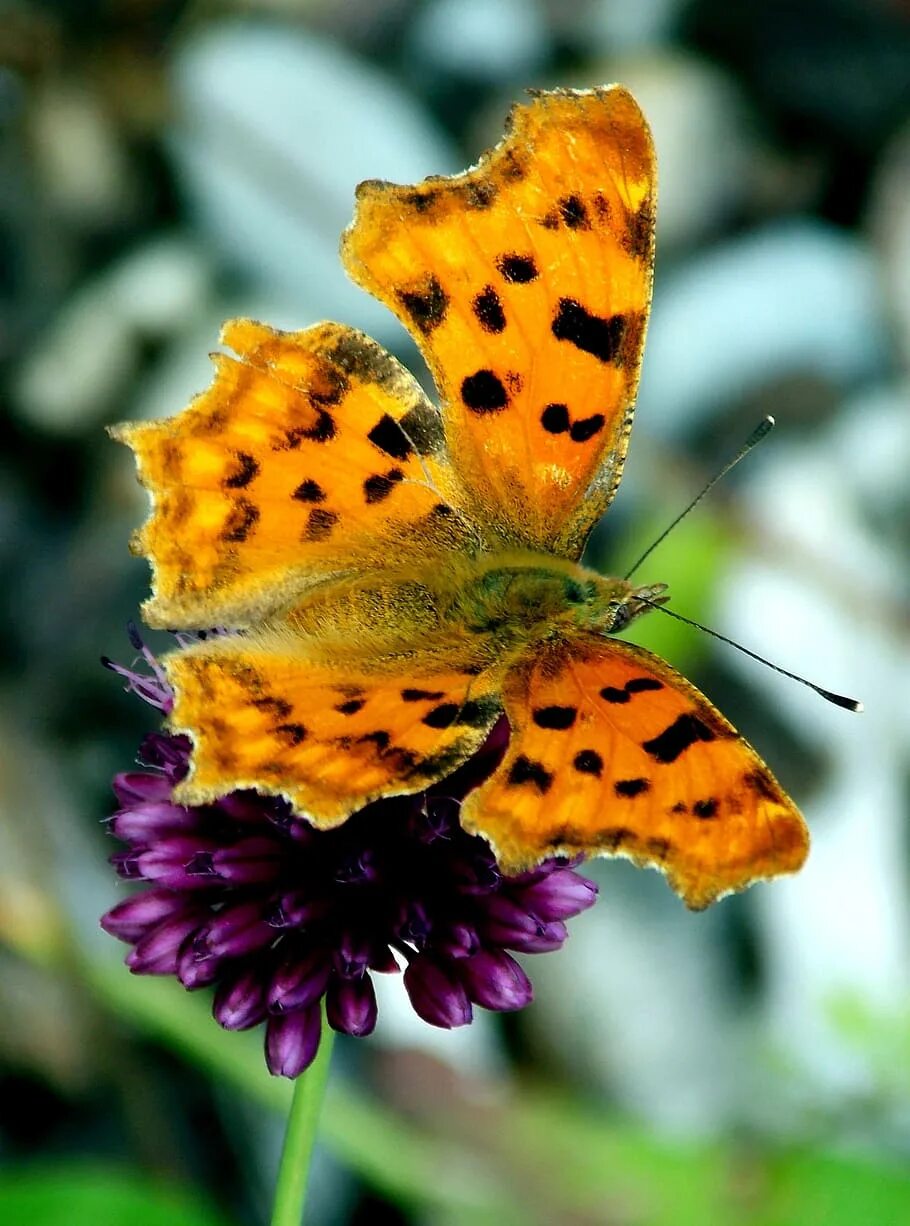 Покажи видео бабочек. Бабочка репейница. Бабочка репейница и Адмирал. Бабочка пожарница. Многоцветка бабочка.