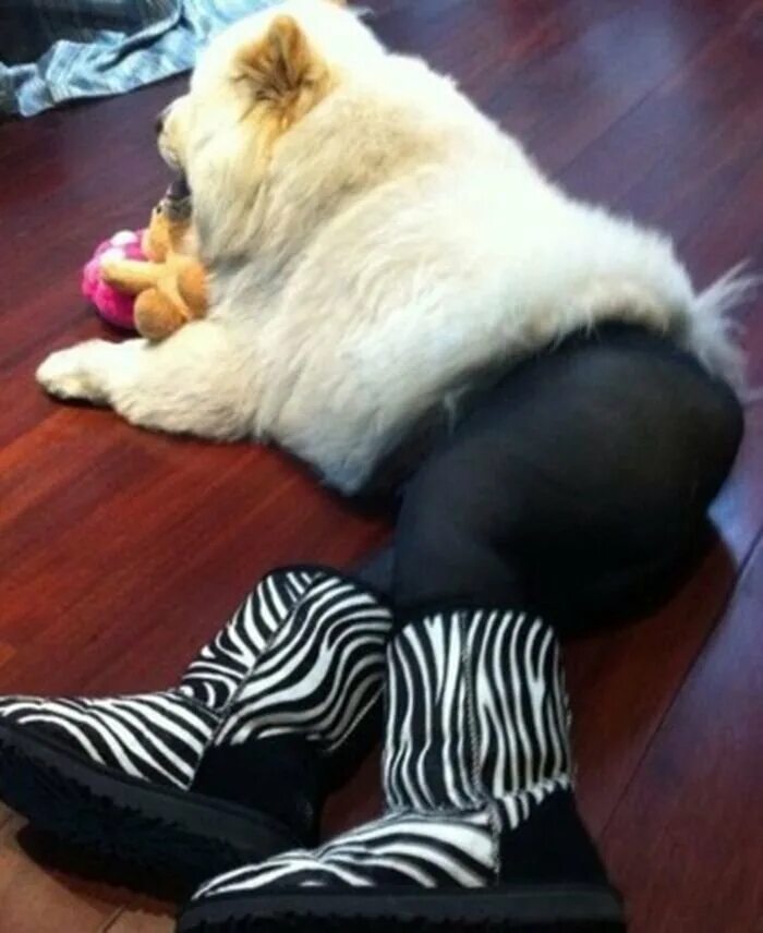 Animals - theCHIVE Dog wearing pantyhose, Dogs in tights, Dog wearing clothes