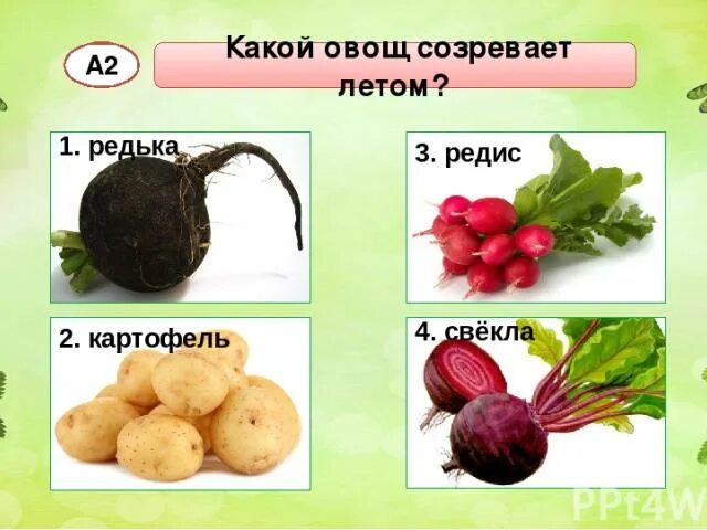 Какой овощ первый. Какой овощ созревает летом. летом какие овощи спелые. какой овощ созревает первым. какой овощ созревает летом редька картофель редис или свекла.