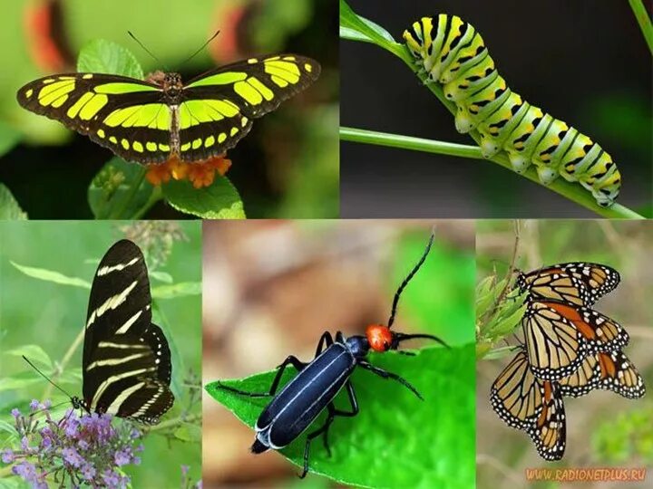 Класс насекомые. Многообразие насекомых. Многообразные насекомые.