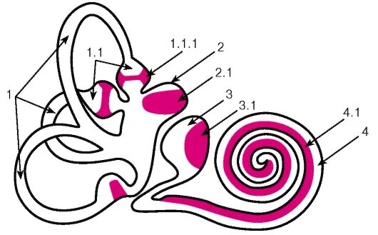 Строение улитки внутреннего уха гистология. Орган слуха строение гистология. Улитка орган слуха гистология. Внутреннее ухо улитка гистология. Строение слуховой улитки
