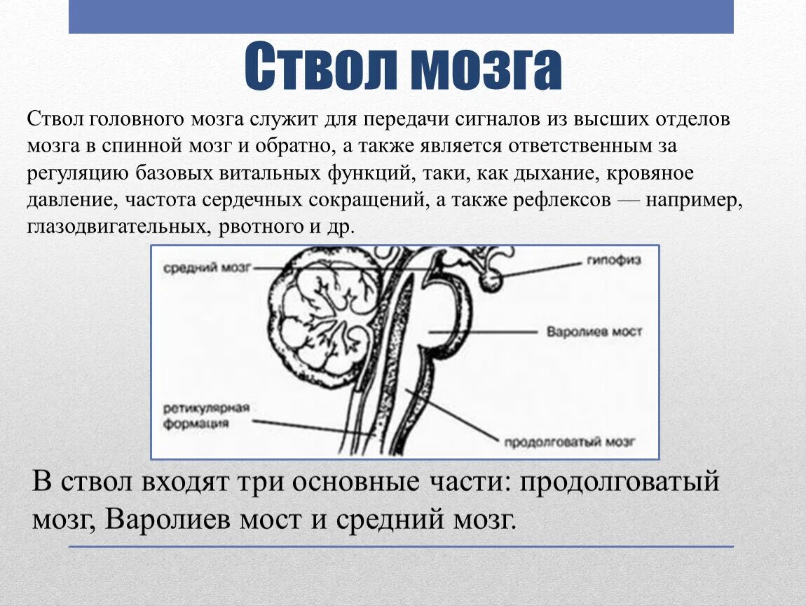 Схема внутреннего строения отделов ствола головного мозга. Ствол головного мозга структуры и функции. Ствол головного мозга строение и функции анатомия. Отдел головного мозга формирующий ствол.