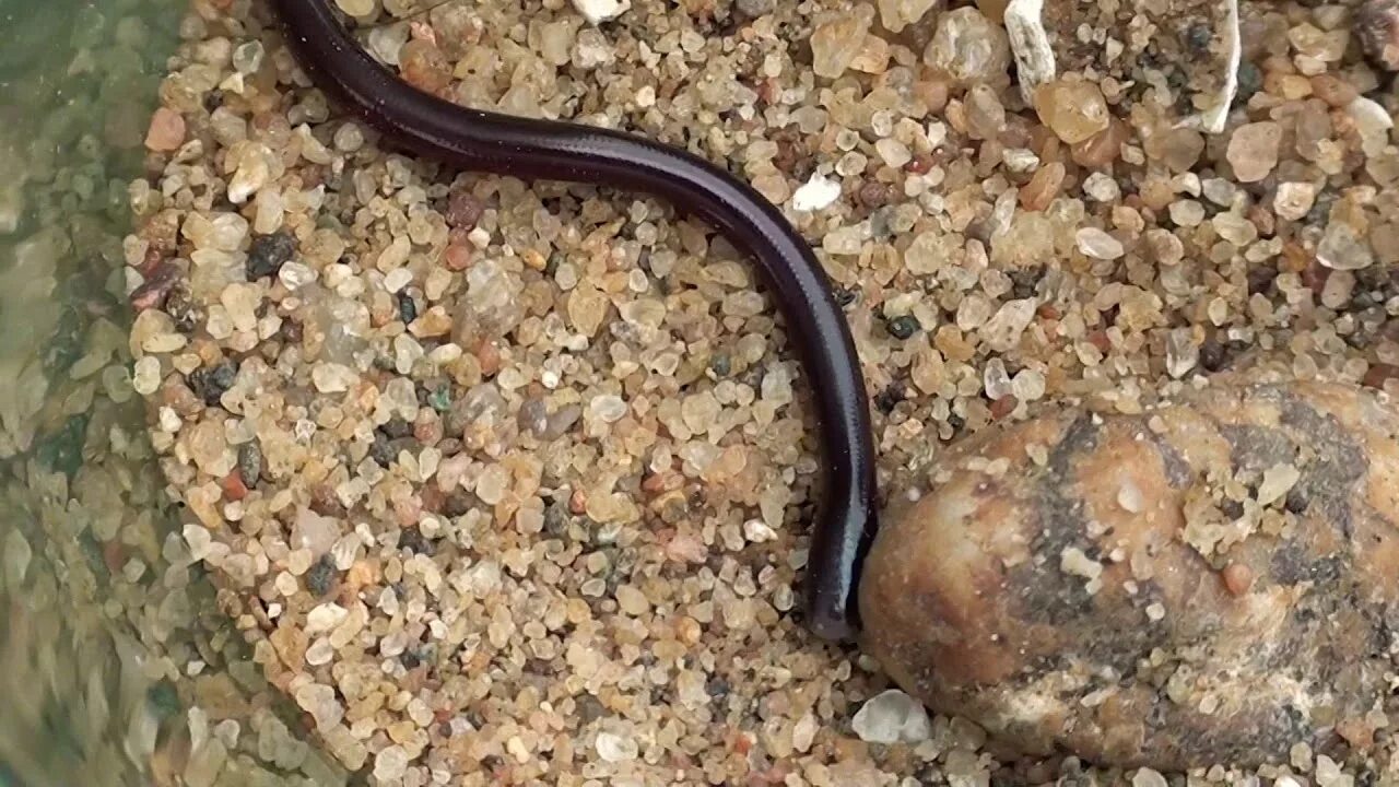 Snake worms. Ramphotyphlops braminus.