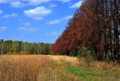 Край леса село