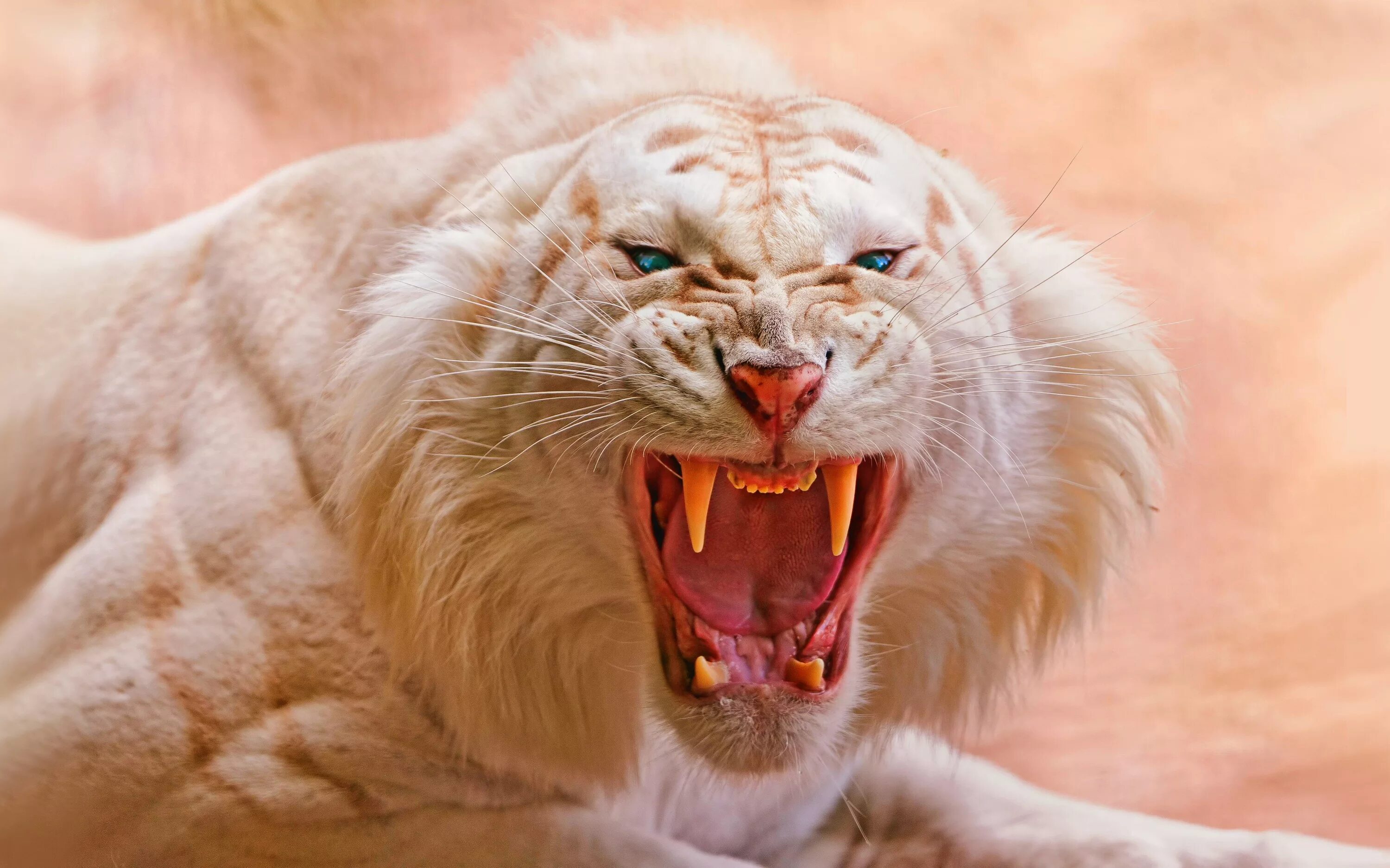 Плотоядные хищники. Золотой тигр альбинос. Белый тигр альбинос. Ягуар альбинос. Бенгальский тигр альбинос.