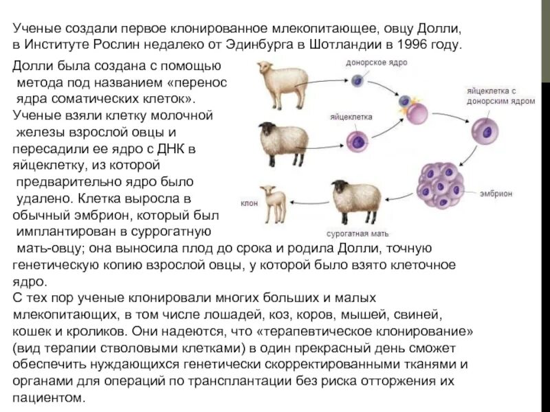 Метод пересадки ядер. Клонирование овцы Долли кратко. Клонирование овечки Долли кратко. Метод клонирования овечки Долли. Клонирование животных Овечка Долли.