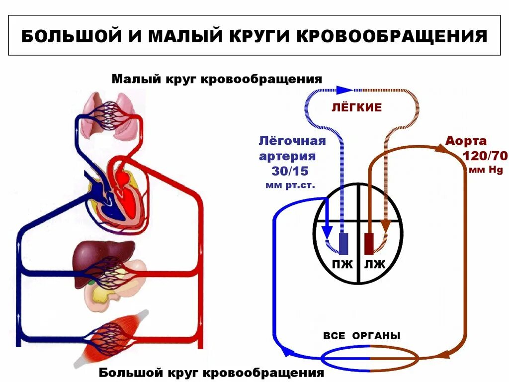 Особенности строения большого круга кровообращения. Большой и малый круг кровообращения схема. Малый и большой круг кровообращения человека схема анатомия. Большой круг и малый круг кровообращения схема. Опишите ток крови по большому и малому кругам кровообращения.