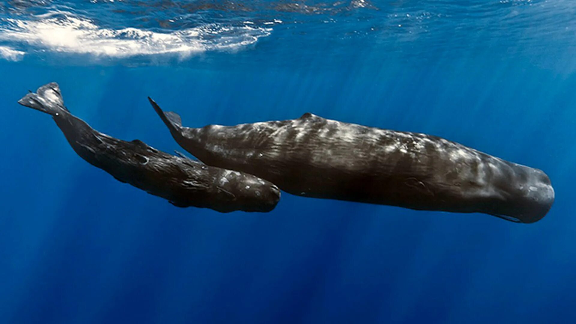 Whale in The Azores Whale, Sea shark, Sperm whale