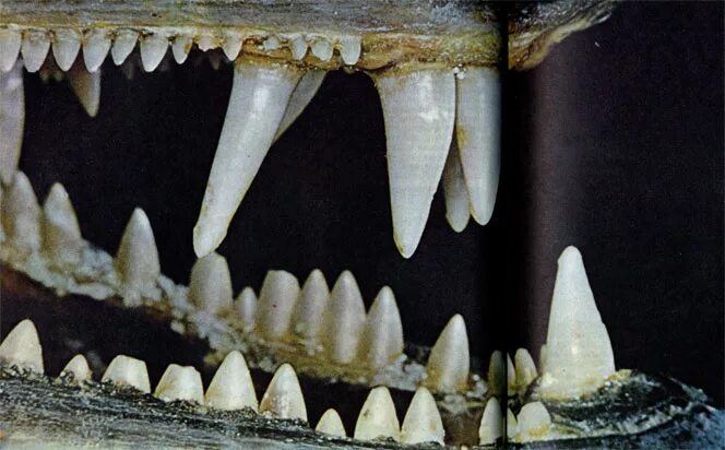 У какого животного всю жизнь растут зубы. Барракуда — страшные челюсти. Челюсть барракуды. Барракуда строение челюсти. Барракуда зубы.