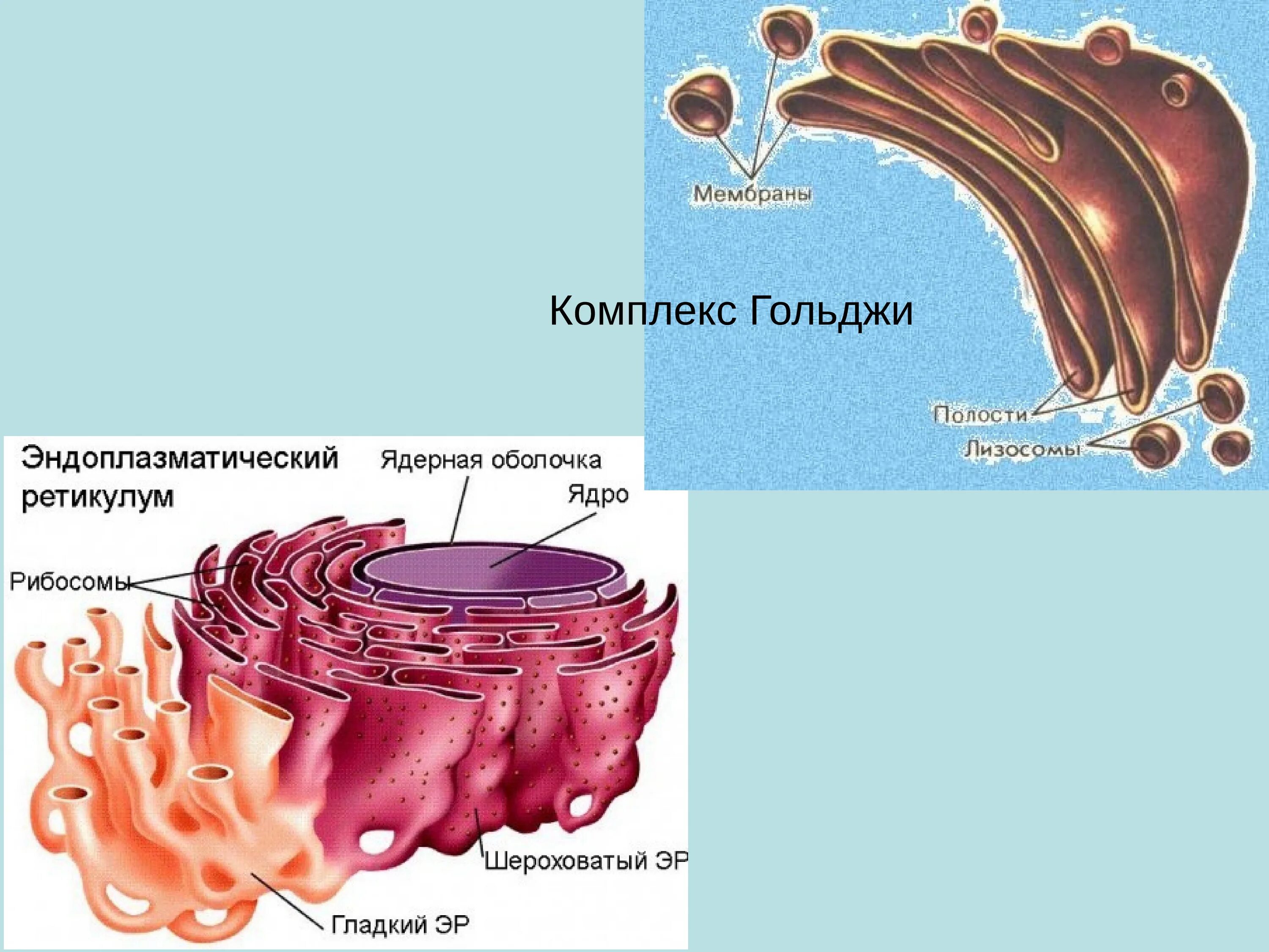 Аппарат Гольджи гладкая эндоплазматическая. Аппарат Гольджи и эндоплазматическая сеть различия. Гладкая ЭПС И комплекс Гольджи. Строение ЭПС И комплекса Гольджи. Аппарат гольджи это лизосома