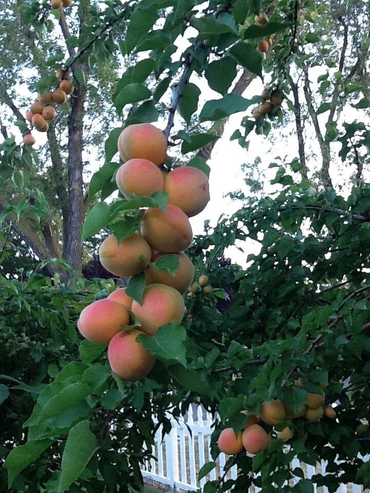 пять абрикосов мало отметок. 5 абрикосов. Foodfest. абрикосы на рынке. 5 абрикосин.