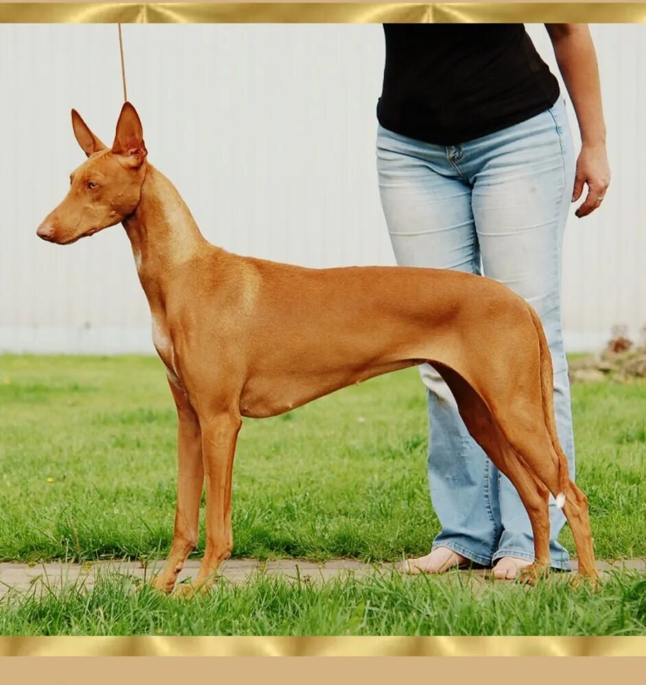 Фараонова собака порода. Порода собак египетский фараон. Фараонова собака tesem. Порода собак чирнеко дель этна. Порода фараон хаунд.