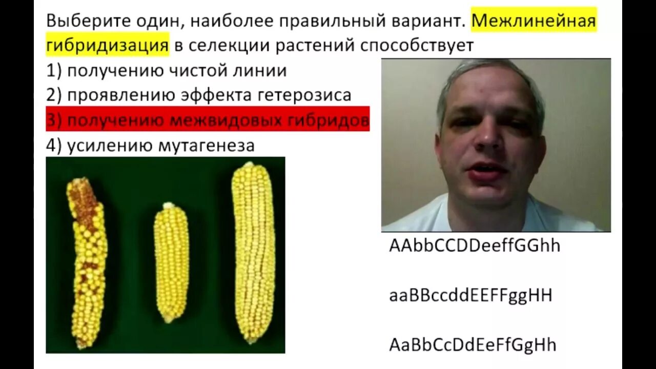 Метод селекции гибридизация характеристика. Комбинационная гибридизации. Селекция растений межлинейная гибридизация. Межлинейная гибридизация это в биологии. Аутбридинг.