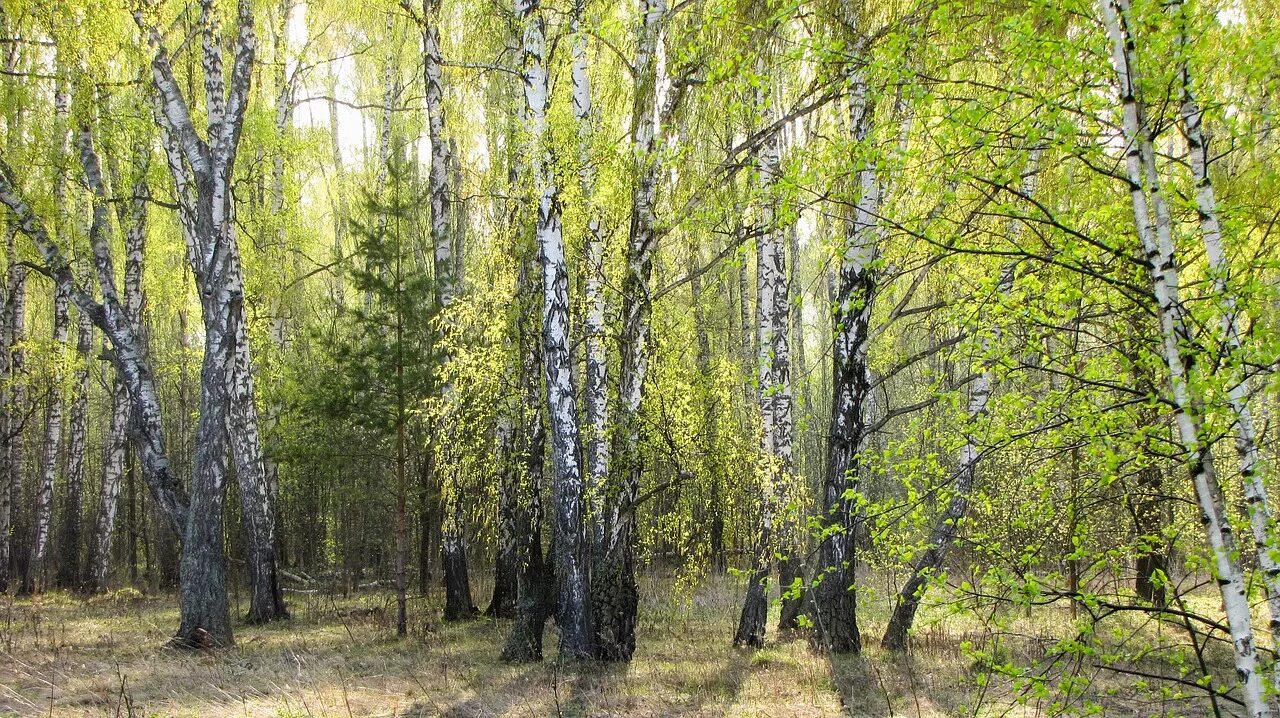 В природе есть удивительные праздники первая зелень. Лес весной. Березовая роща весной.