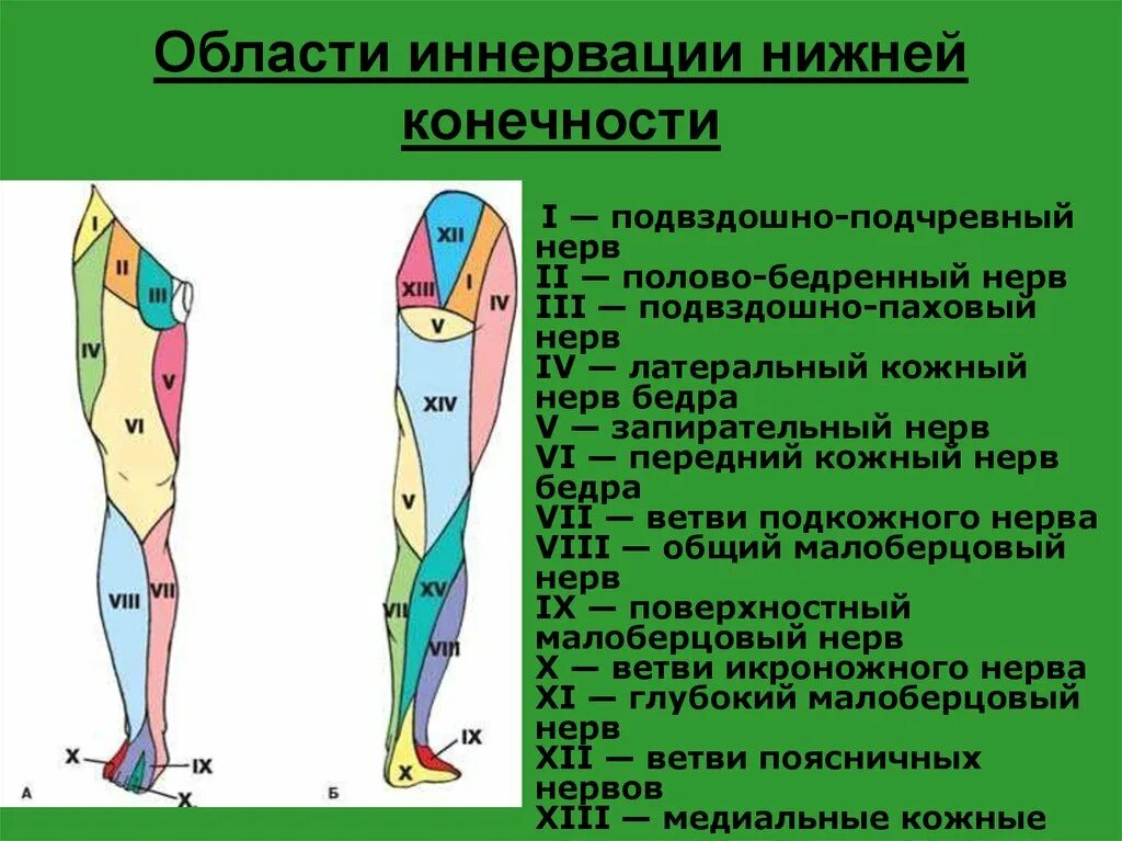 Области иннервации нижней конечности. Зона иннервации бедренного нерва. Зоны иннервации кожи нижних конечностей. Зоны кожной иннервации верхней конечности. Невропатия наружная бедра