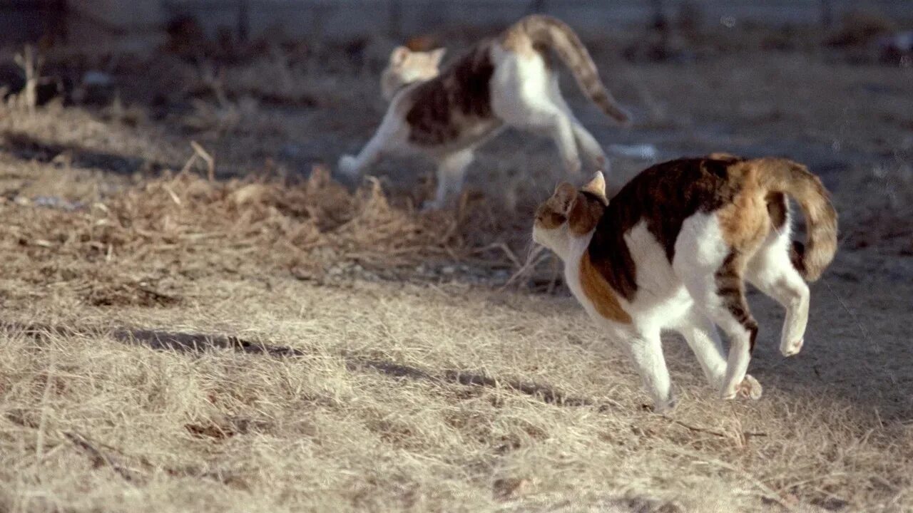 Бежать голодный. Кот бежит. Коты бегут. Кошка бегает. Кошка удирает.