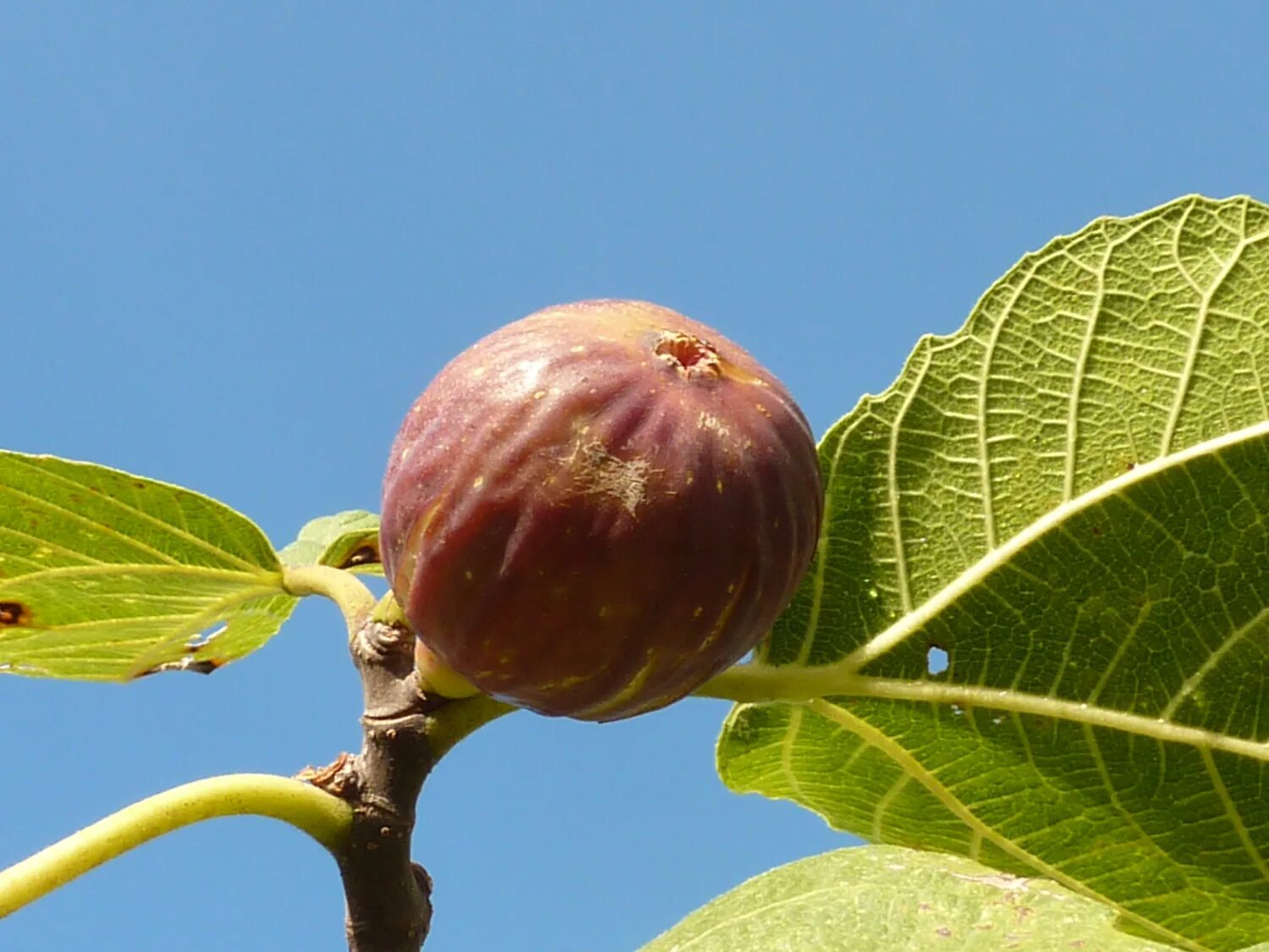 цитрус и инжир. инжир сканворд. инжир сан педро. инжир фиговое дерево смоковница. инжир сканворд.