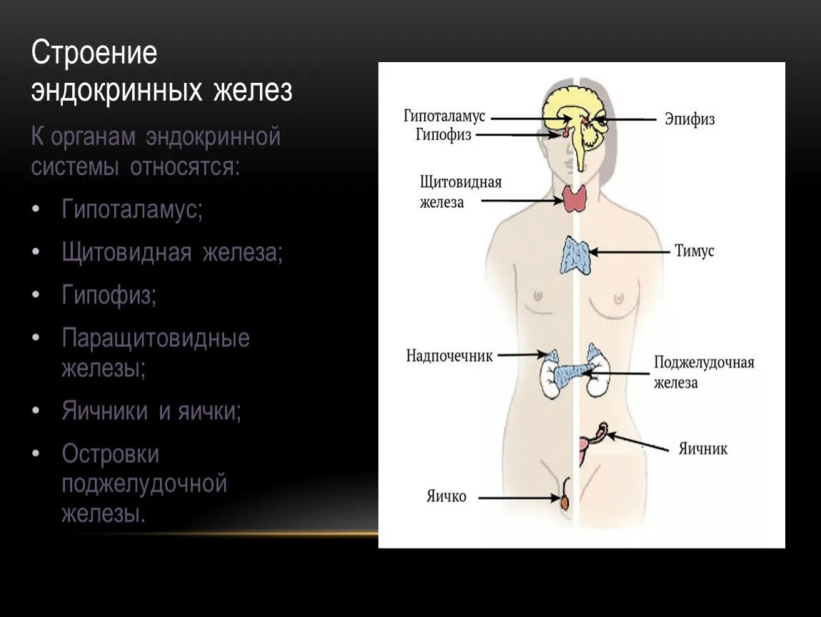 Строение желёз внутренней секреции. Железы эндокринной системы человека рис 131. Строение эндокринных желез анатомия. Железы внутренней секреции анатомия.