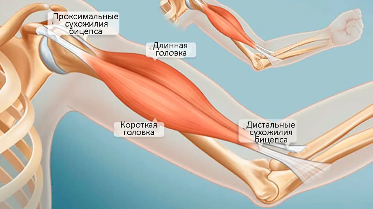 К чему крепится бицепс. Сухожилие длинной головки двуглавой мышцы. Тендинит сухожилия бицепса тендинит бицепса. Отрыв дистального сухожилия бицепса. Сухожилие длинной головки двуглавой мышцы плеча.