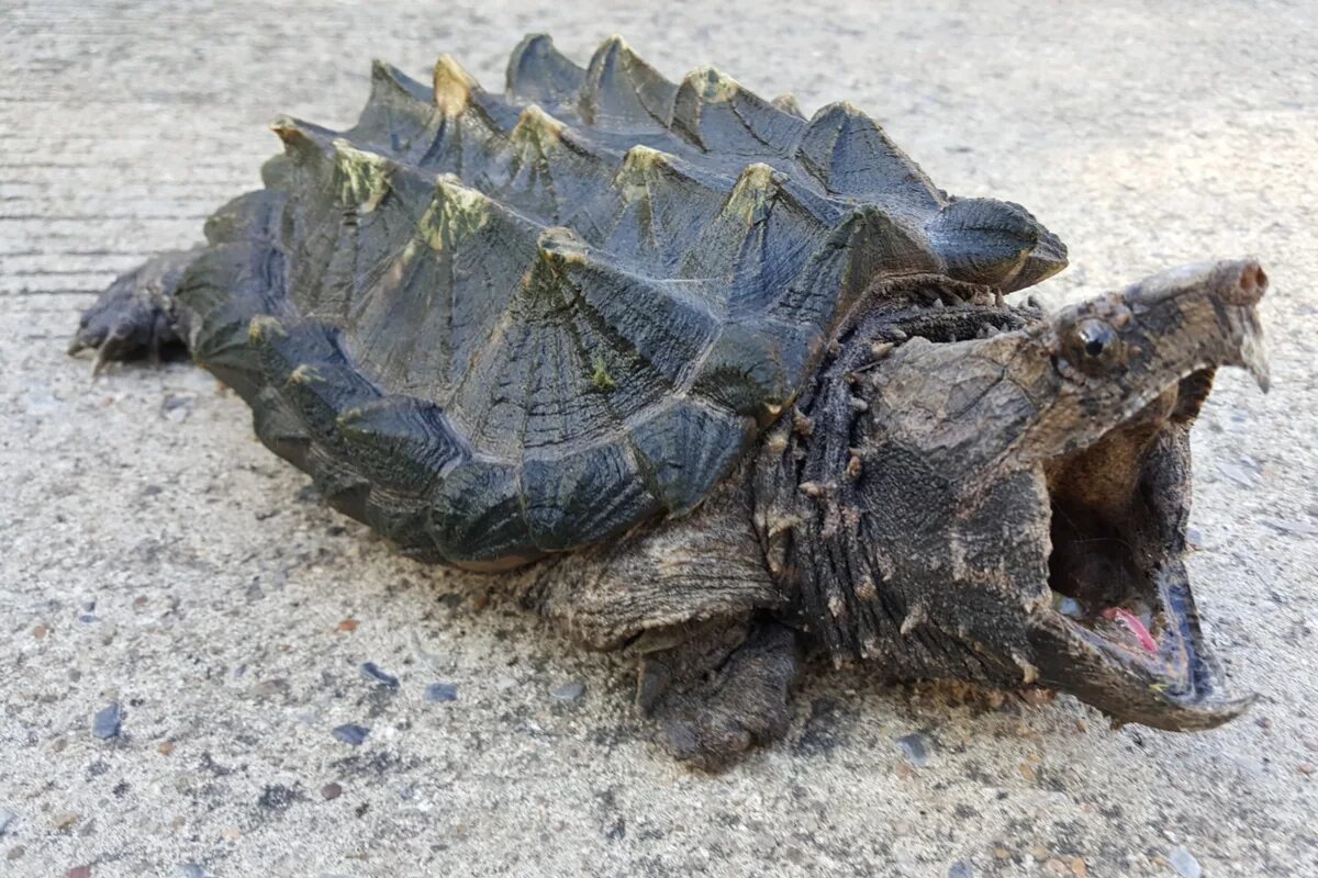 Каймановая черепаха панцирь. Пресмыкающиеся крокодил. Пресмыкающиеся черепахи. Пресмыкающиеся ящерица, черепаха и крокодил. Нильская черепаха.