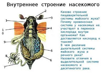Класс насекомые внешний вид