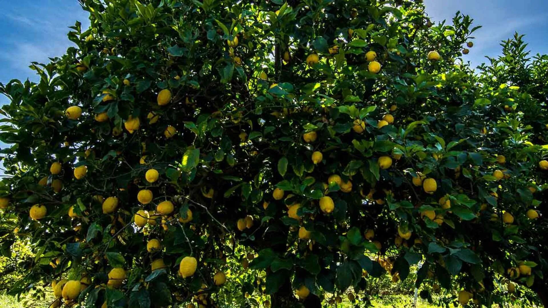 Лимон растет в россии. Лимон Citrus Limon. Лимон Citrus Limon дерево. Дерево лимон (Cítrus Límon). Лимонное дерево Северной Америки.