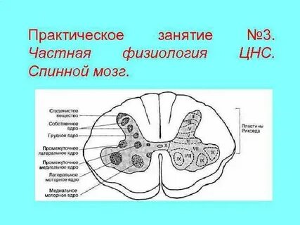 Функции серого вещества спинного