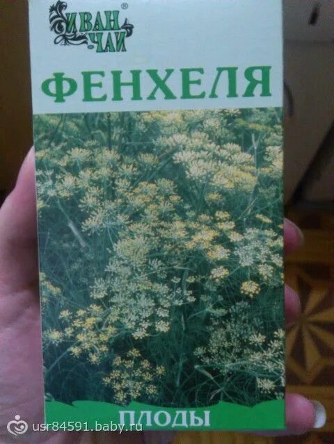 Укроп в аптеке цена. Семена фенхеля аптека. Фенхель укроп аптечный. Семена укропа в аптеке. Укроп аптечный.