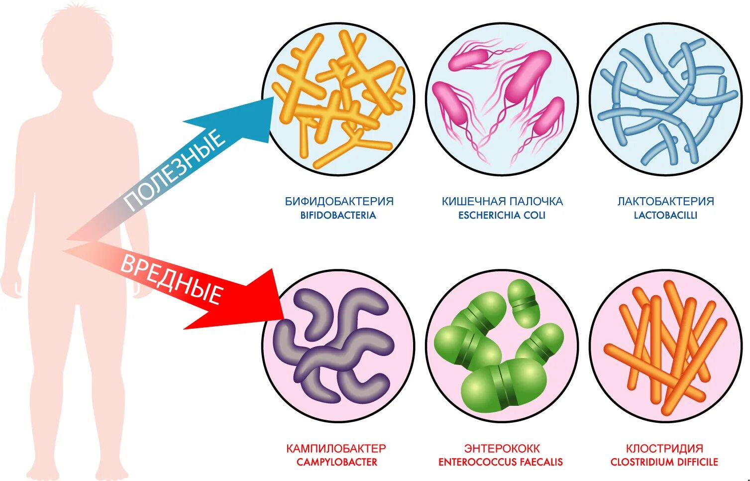 Разнообразные бактерии. Вредная микрофлора. Вредные микроорганизмы. Микробы. Кишечник здорового кишечника.