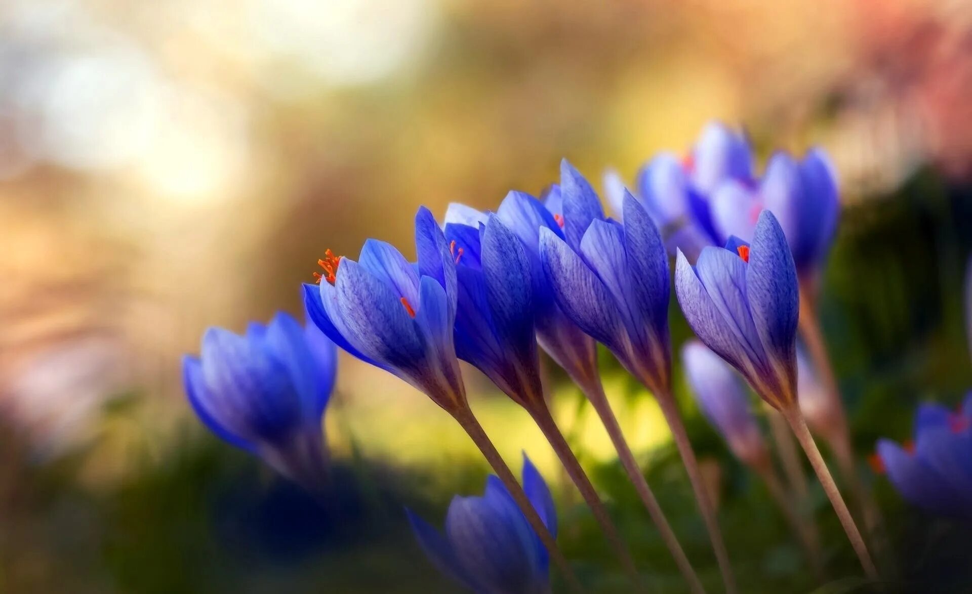 Крокус памяти мы вместе. Крокус Шафран синий. Весенние цветы первоцветы Крокус. Пролески, подснежники, крокусы. Подснежники Крокус голубые.