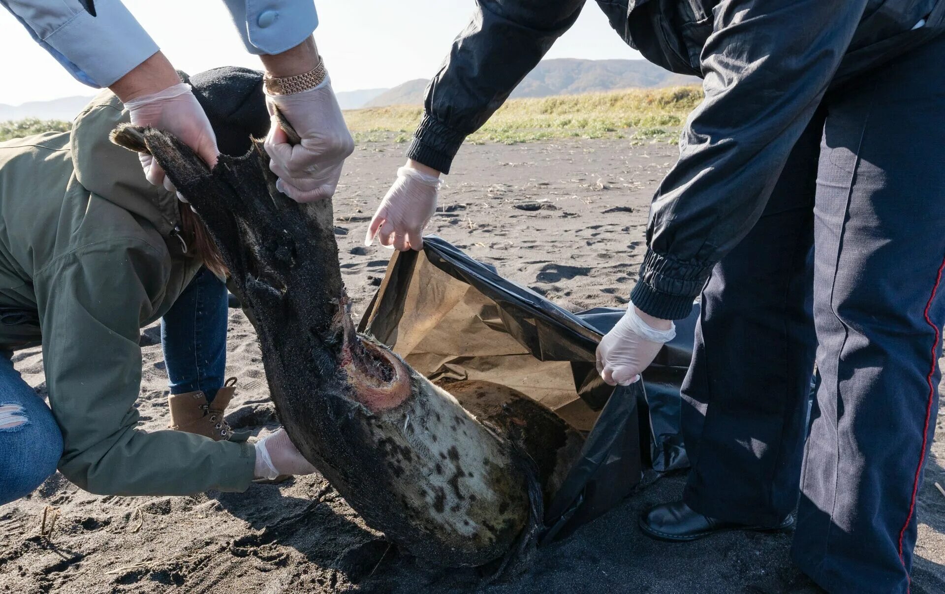 Экологическая катастрофа на Камчатке 2020. Гибель морских животных на Камчатке. Гибель морских животных на Камчатке экологическая катастрофа. Катастрофа на Камчатке 2020.