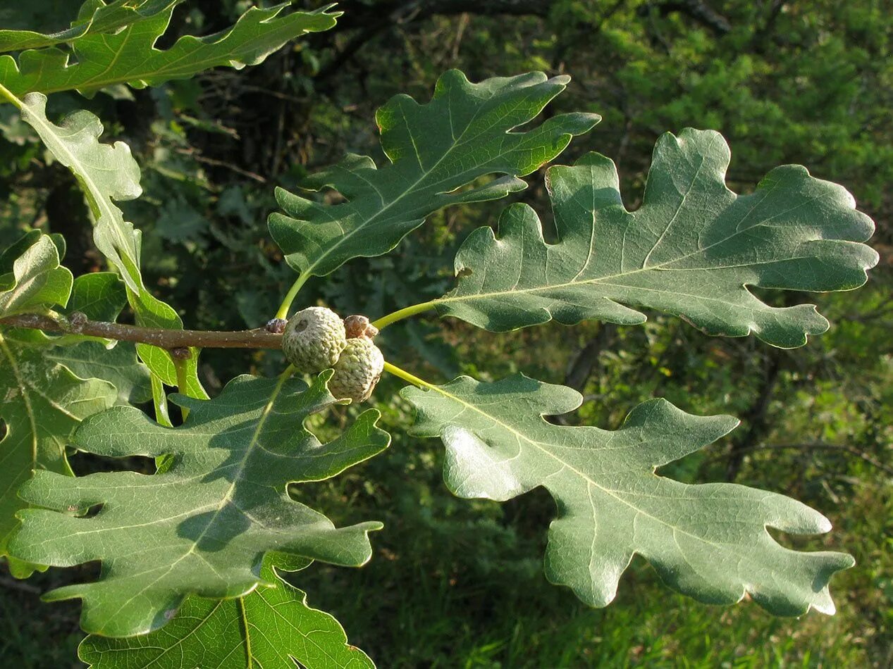 Дуб болотный Quercus palustris. Дуб пушистый  (Quercus pubescens Willd. Дуб красный черешчатый. Дуб Крымский черешчатый. Красно черешчатый дуб